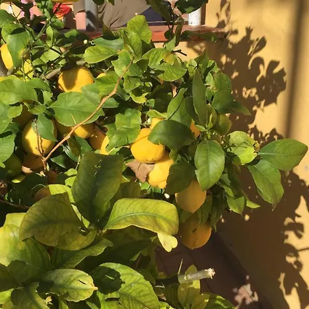 Dai Tre Aratri Rossi Tatil Evi